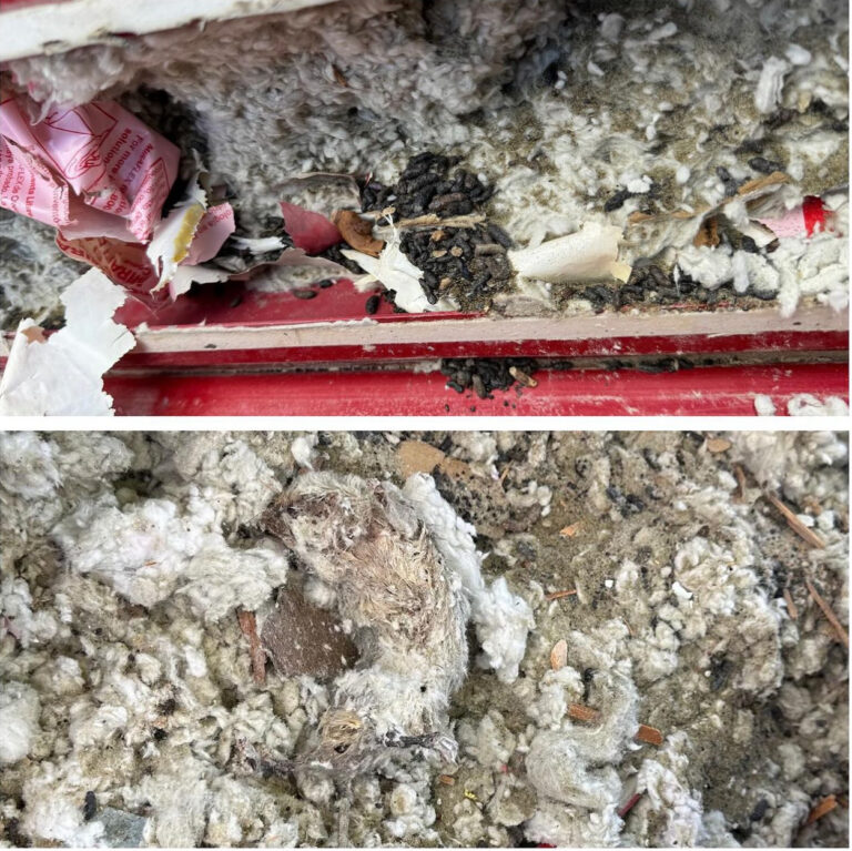 animal body and feces in old attic insulation